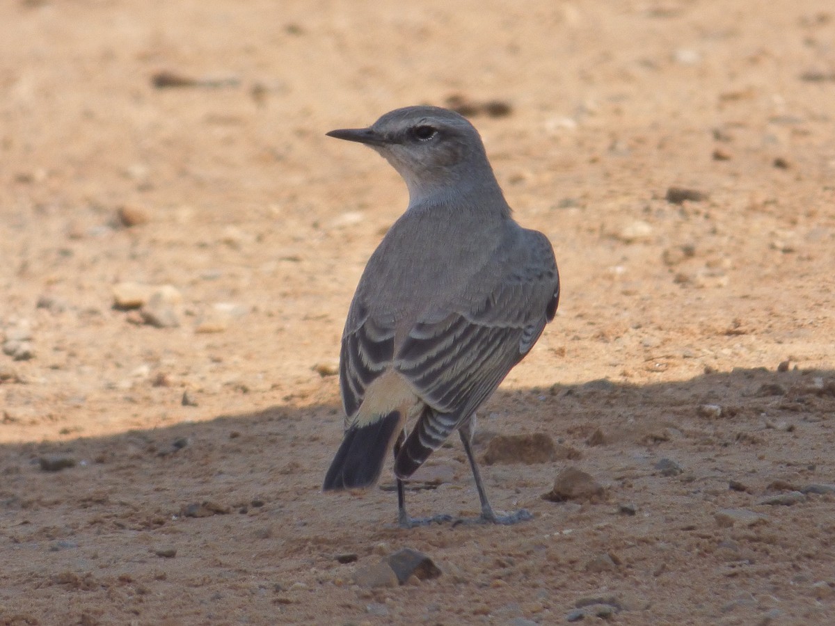 Kurdish/Persian Wheatear (Red-tailed Wheatear) - ML464495211