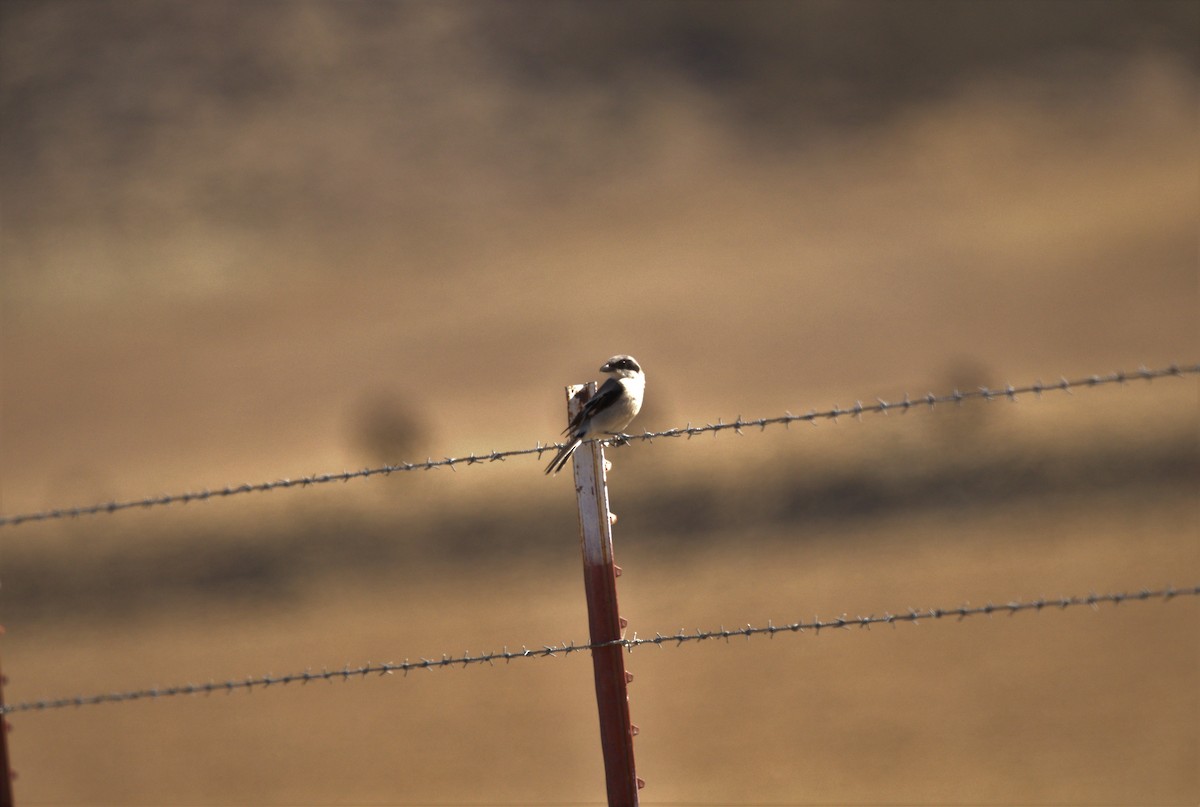 Loggerhead Shrike - ML464495401