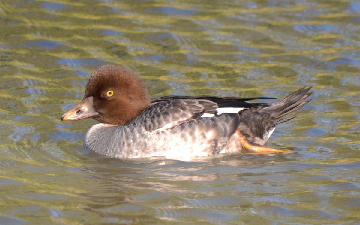 Common Goldeneye - ML46449571