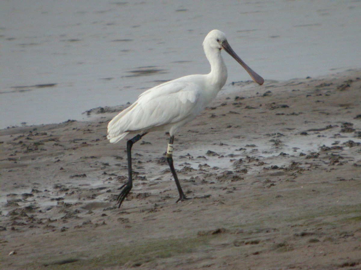 Eurasian Spoonbill - ML464495751