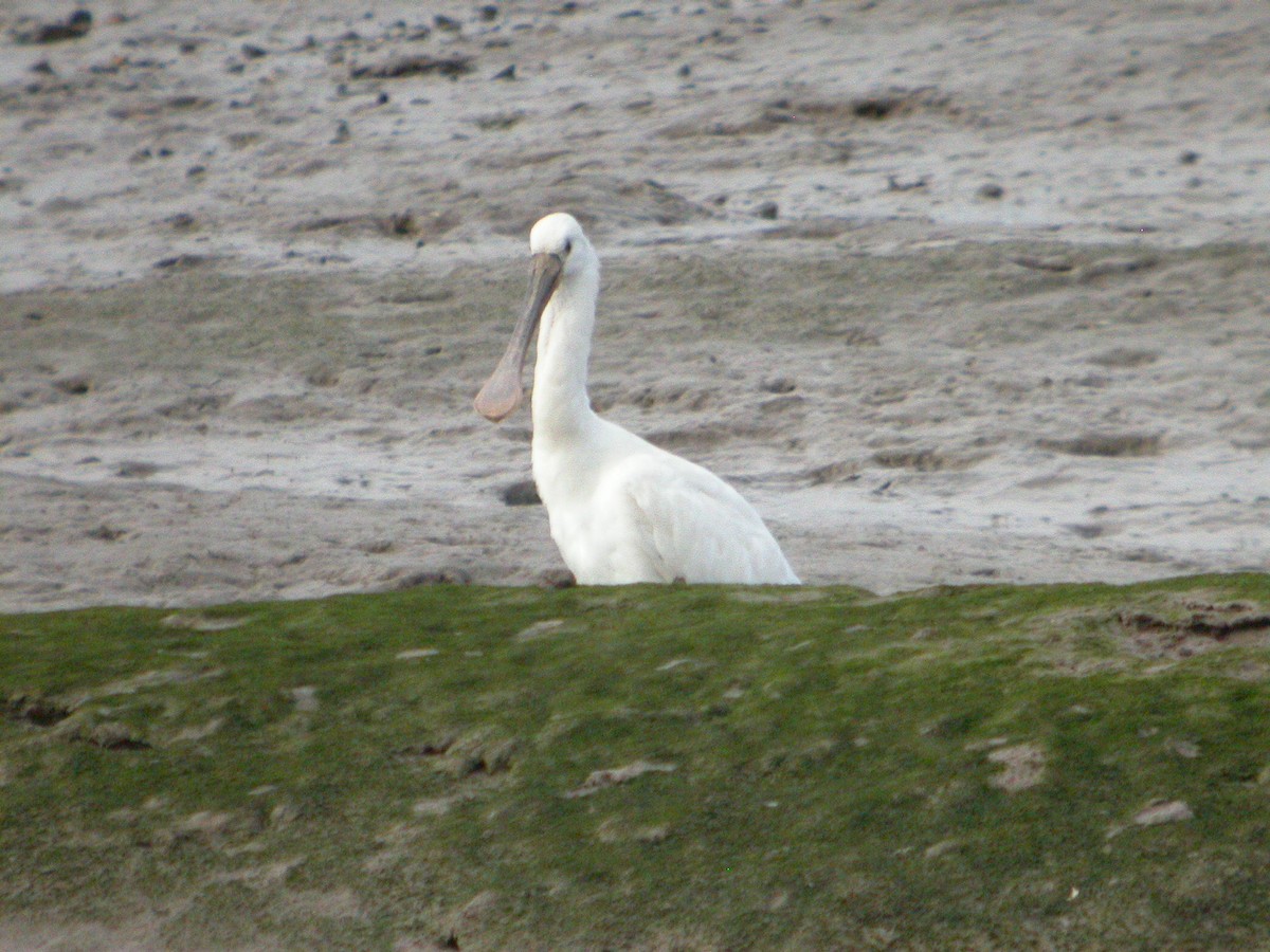 Eurasian Spoonbill - ML464495761