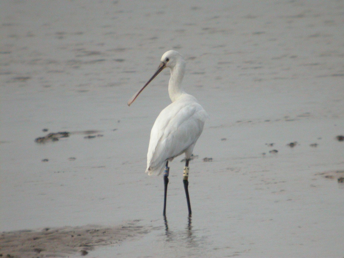 Eurasian Spoonbill - ML464495771