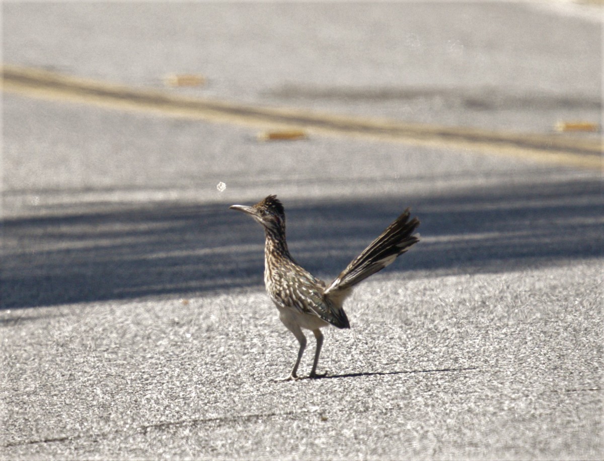 Greater Roadrunner - ML464496541