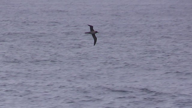 Light-mantled Albatross - ML464496621