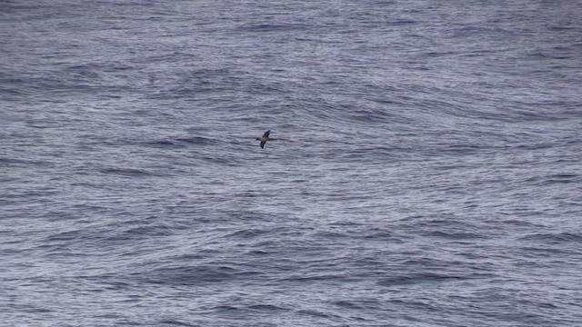 Light-mantled Albatross - ML464498101