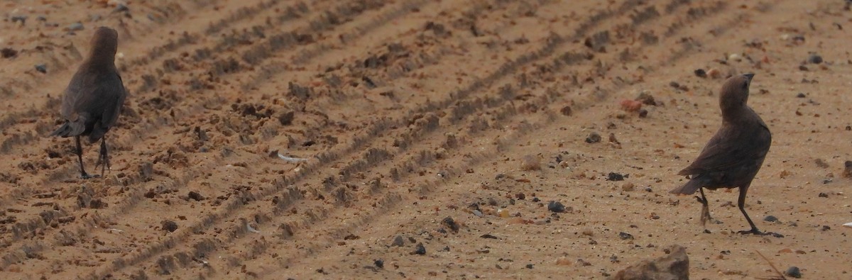 Brown-headed Cowbird - ML464498121