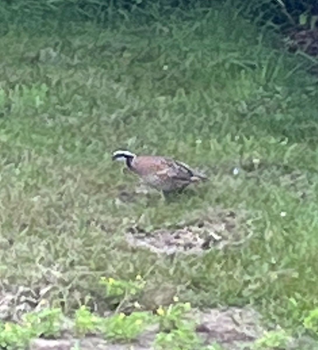 Northern Bobwhite - ML464499031