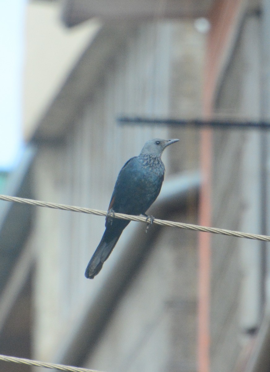 Red-winged Starling - ML46450011