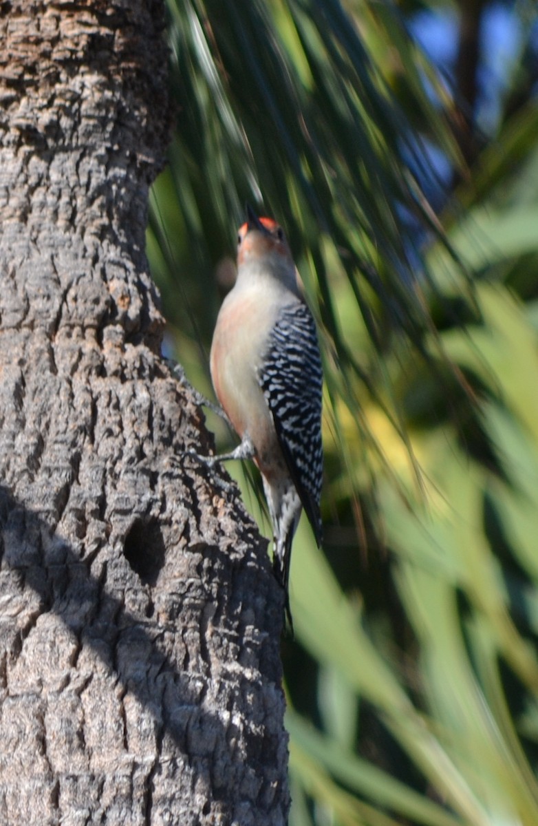 Red-bellied Woodpecker - ML46450021