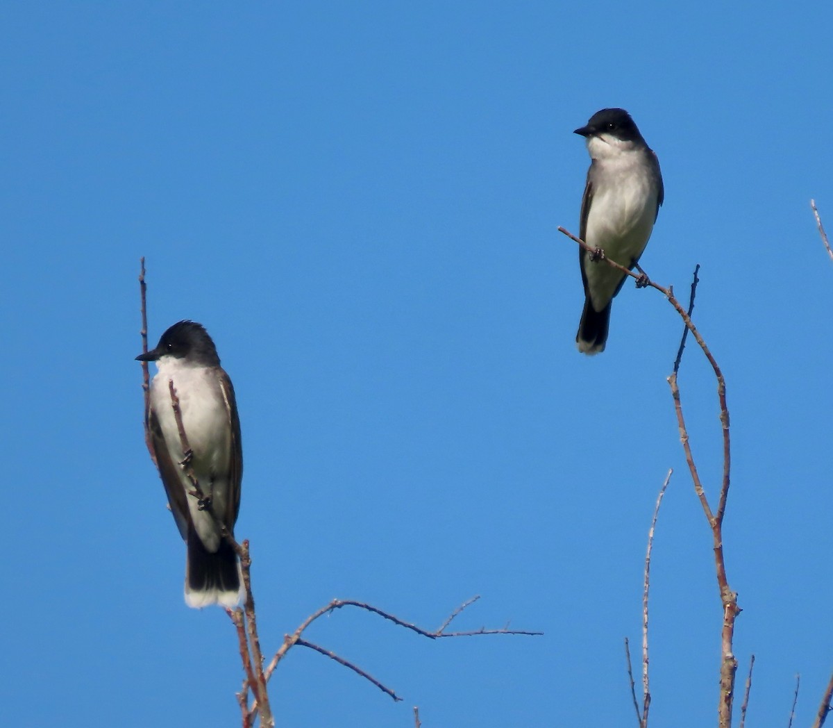 Eastern Kingbird - ML464501181