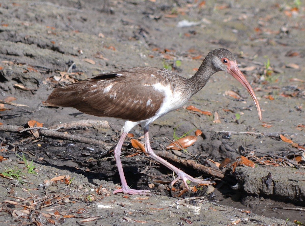 White Ibis - ML46450121