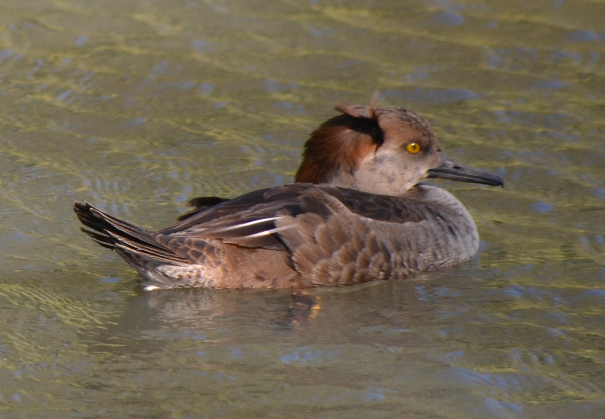 Hooded Merganser - ML46450171