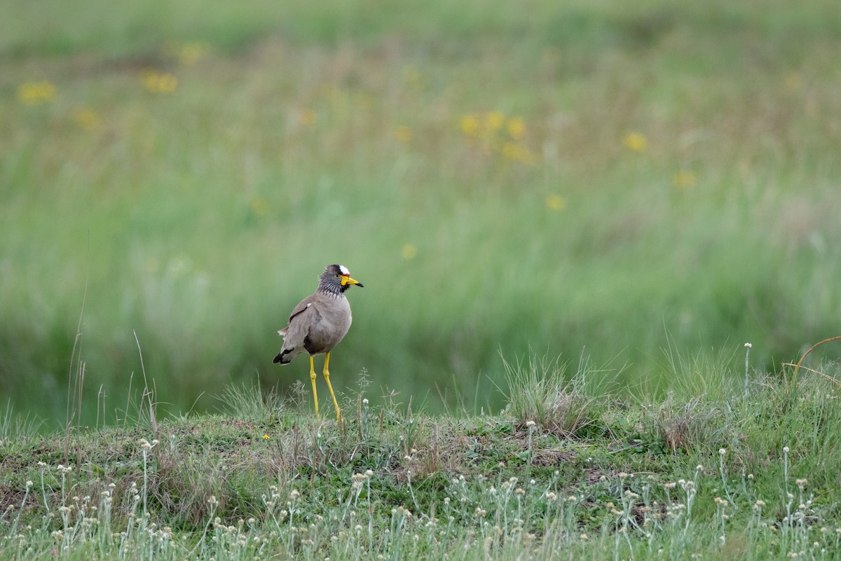 Wattled Lapwing - ML464503321