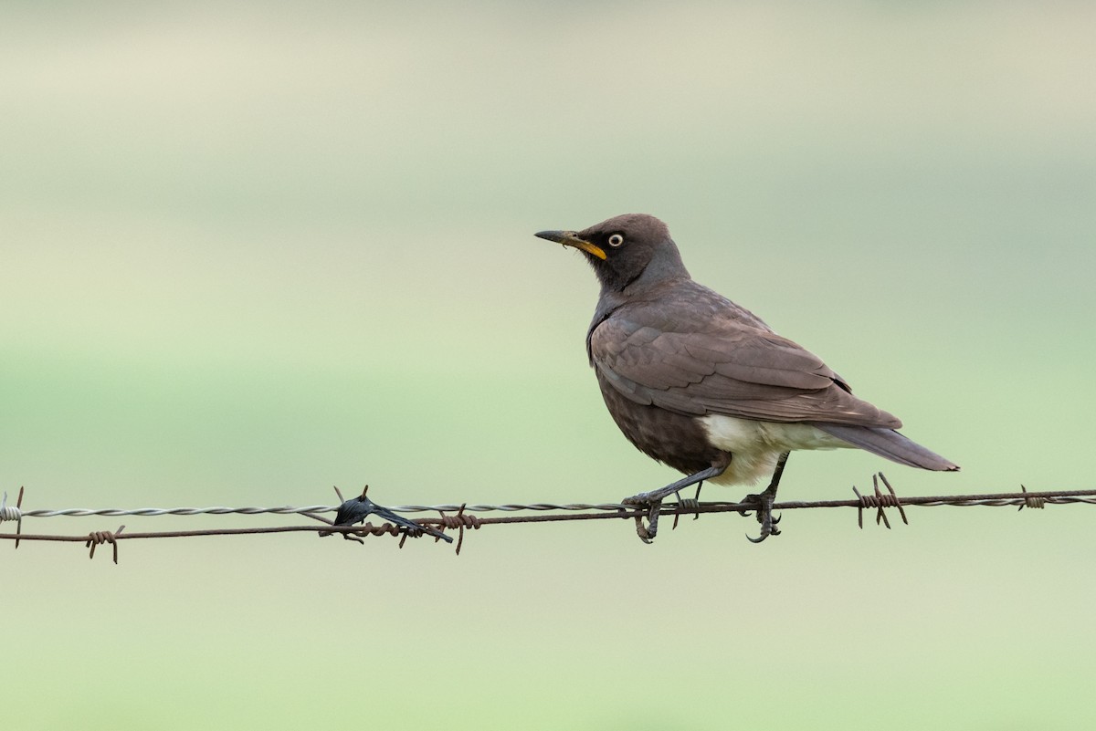 African Pied Starling - ML464504891