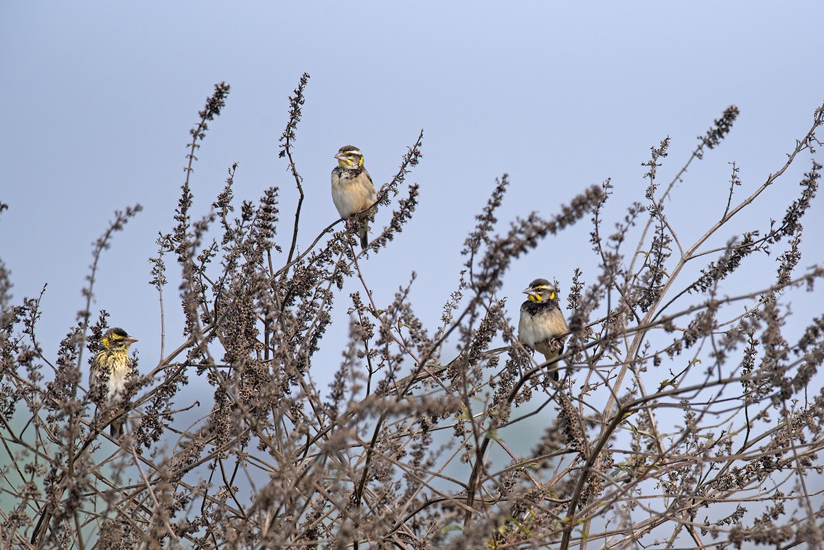 Black-breasted Weaver - ML464506281
