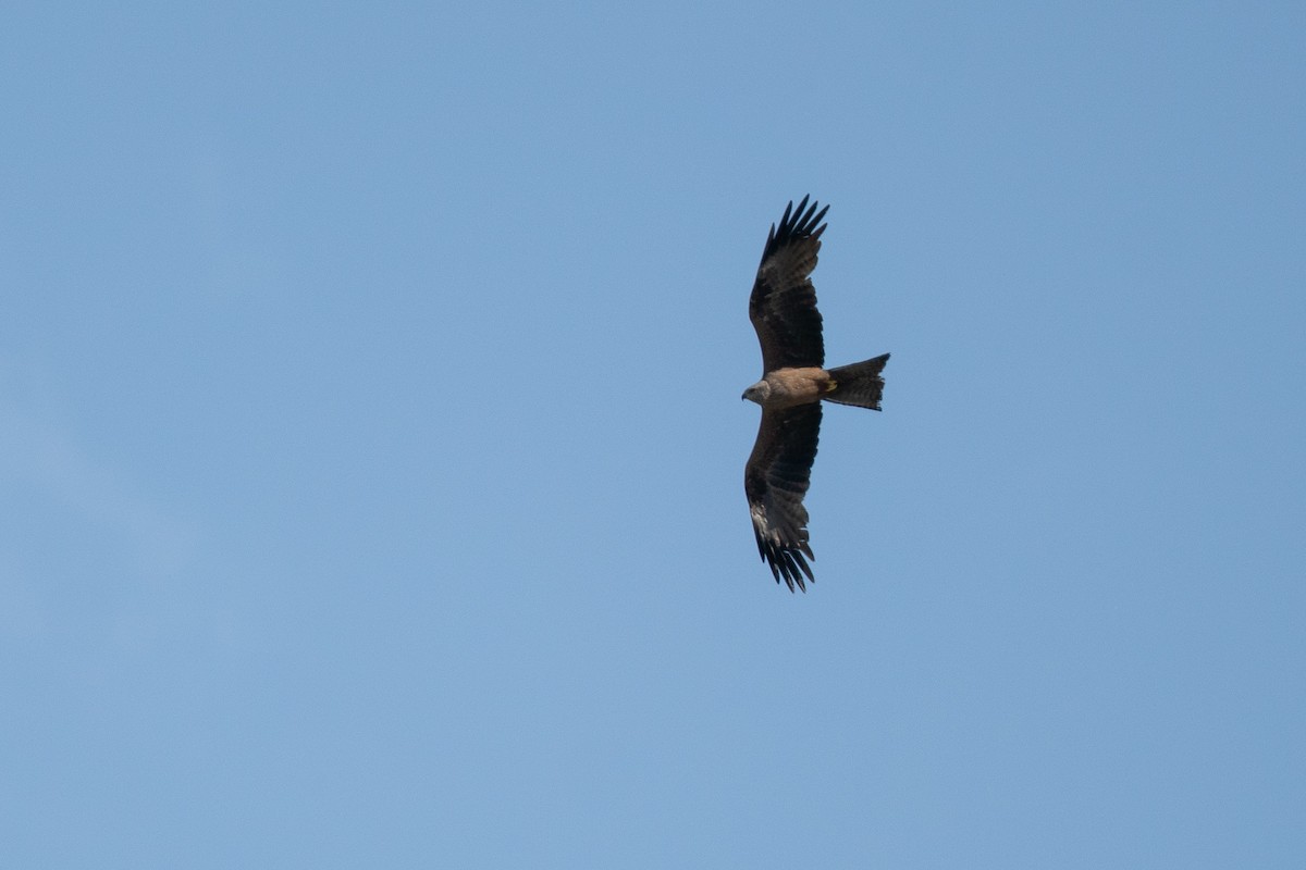 黑鳶 - ML464506311