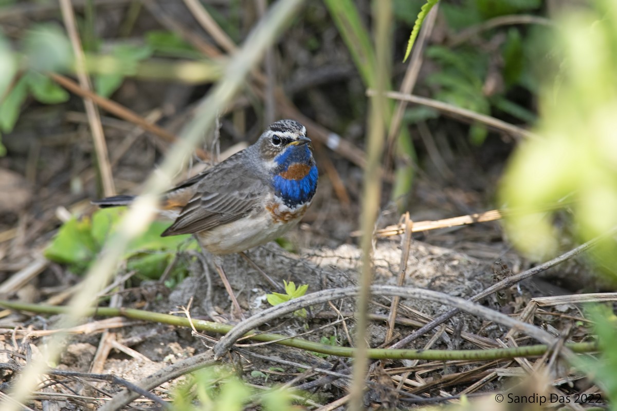 Bluethroat (Red-spotted) - ML464506421