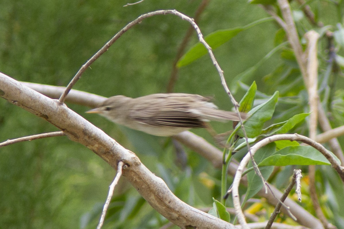 Common Reed Warbler - ML464506811