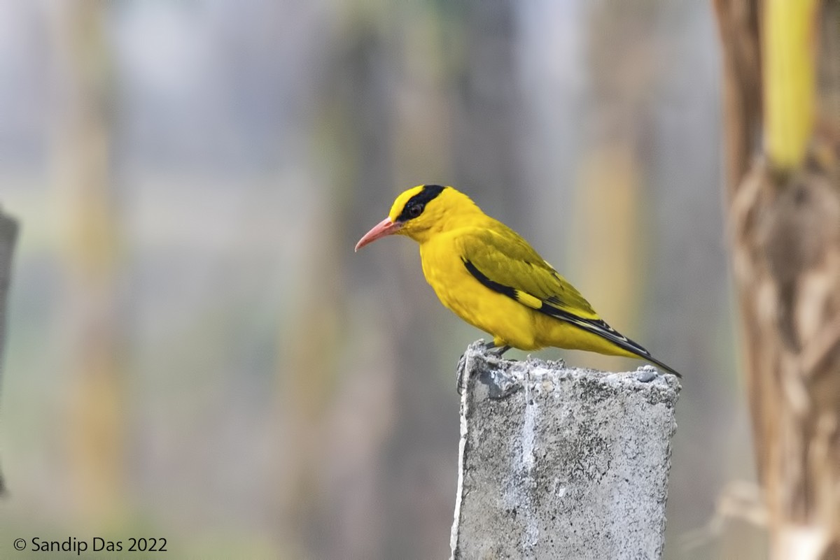 Slender-billed Oriole - ML464506911