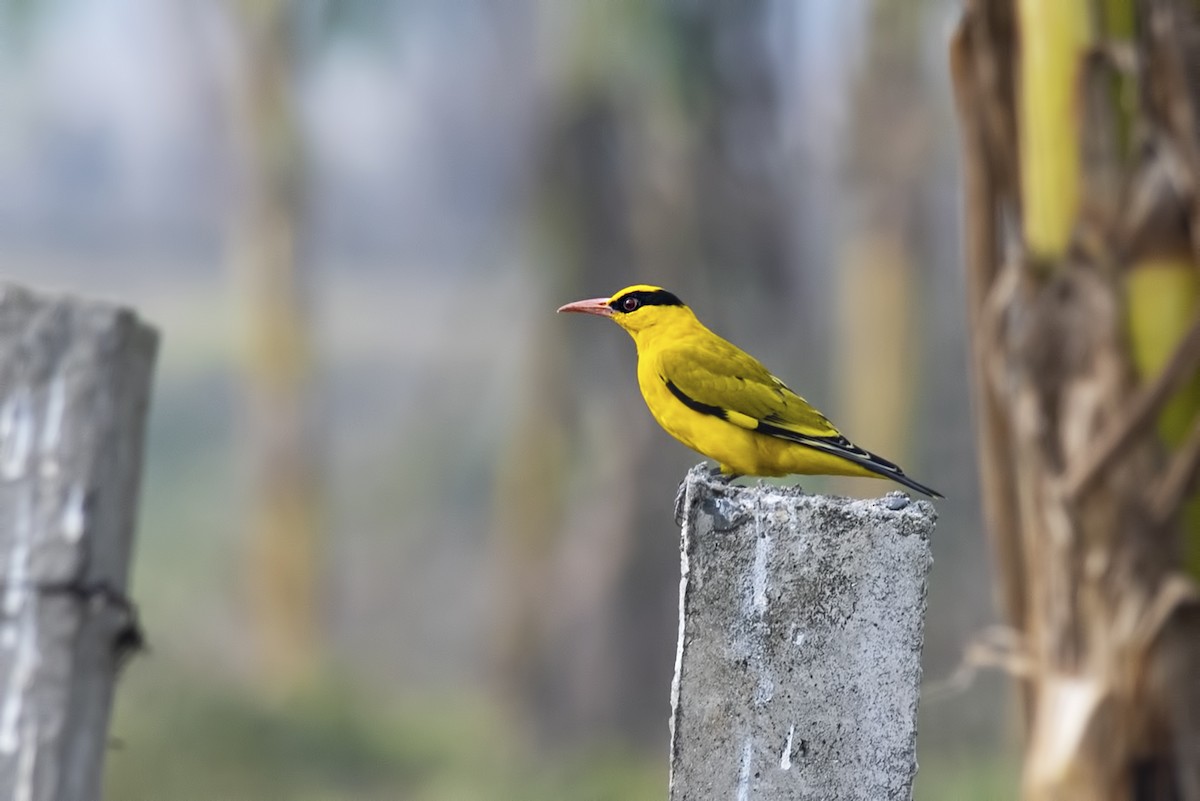 Slender-billed Oriole - ML464506921