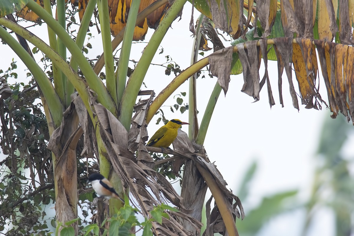 Slender-billed Oriole - ML464506951