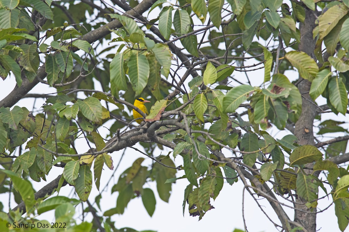 Slender-billed Oriole - ML464506971