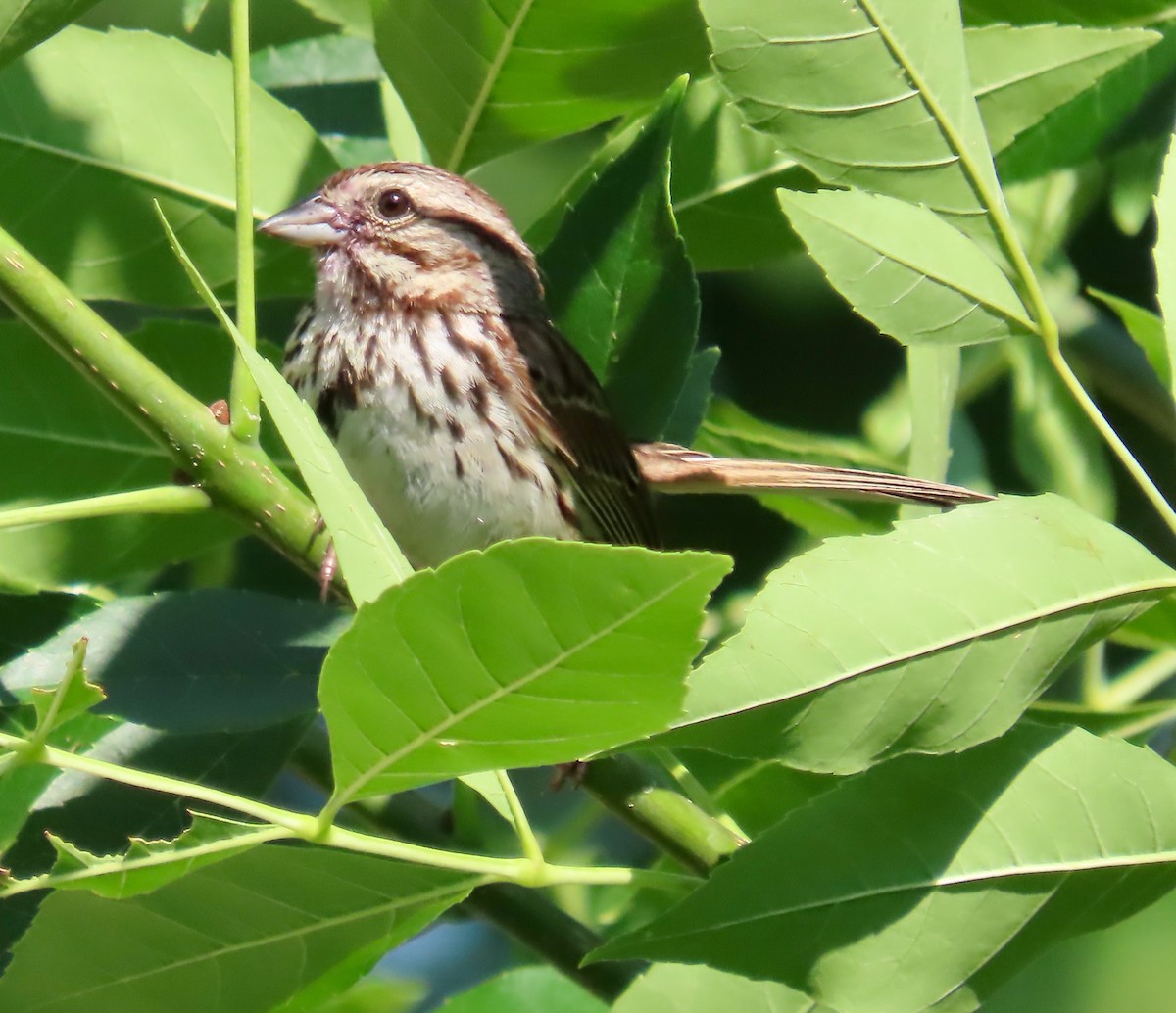 Song Sparrow - ML464507051