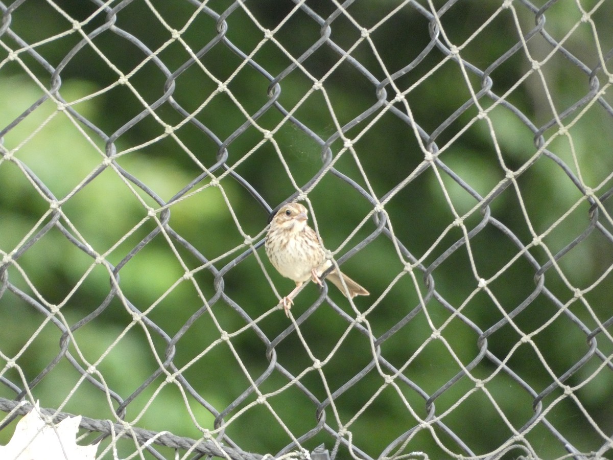 Song Sparrow - ML464507071