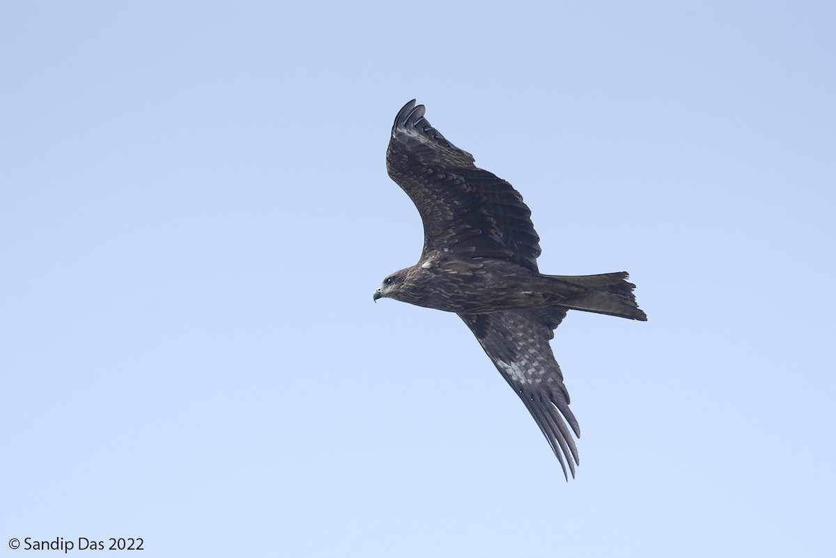 Black Kite (Black-eared) - ML464507101