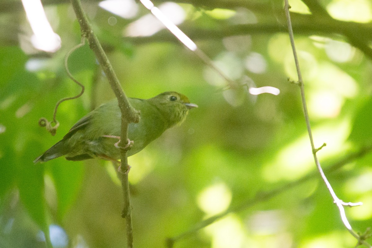 Swallow-tailed Manakin - ML464507801