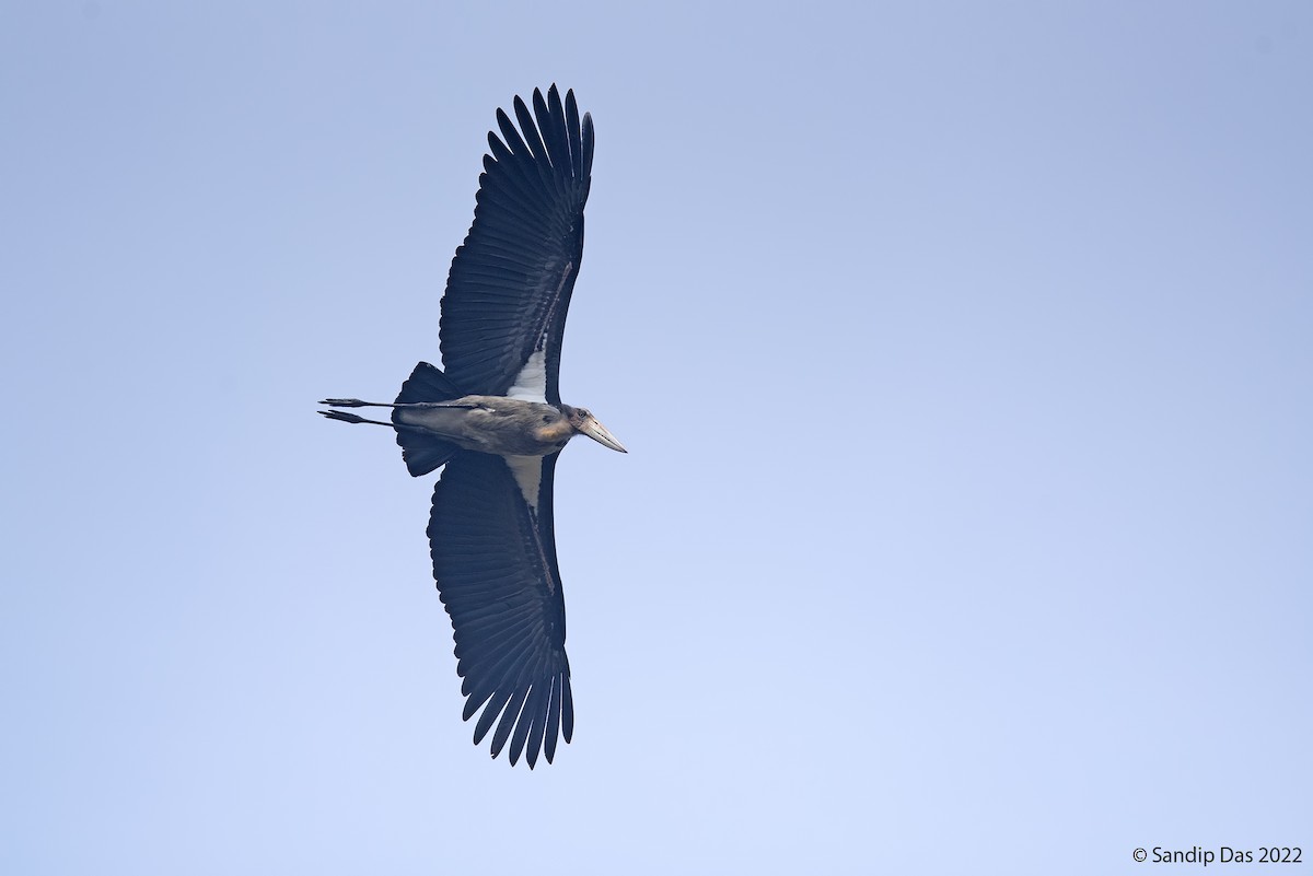 Lesser Adjutant - ML464508121