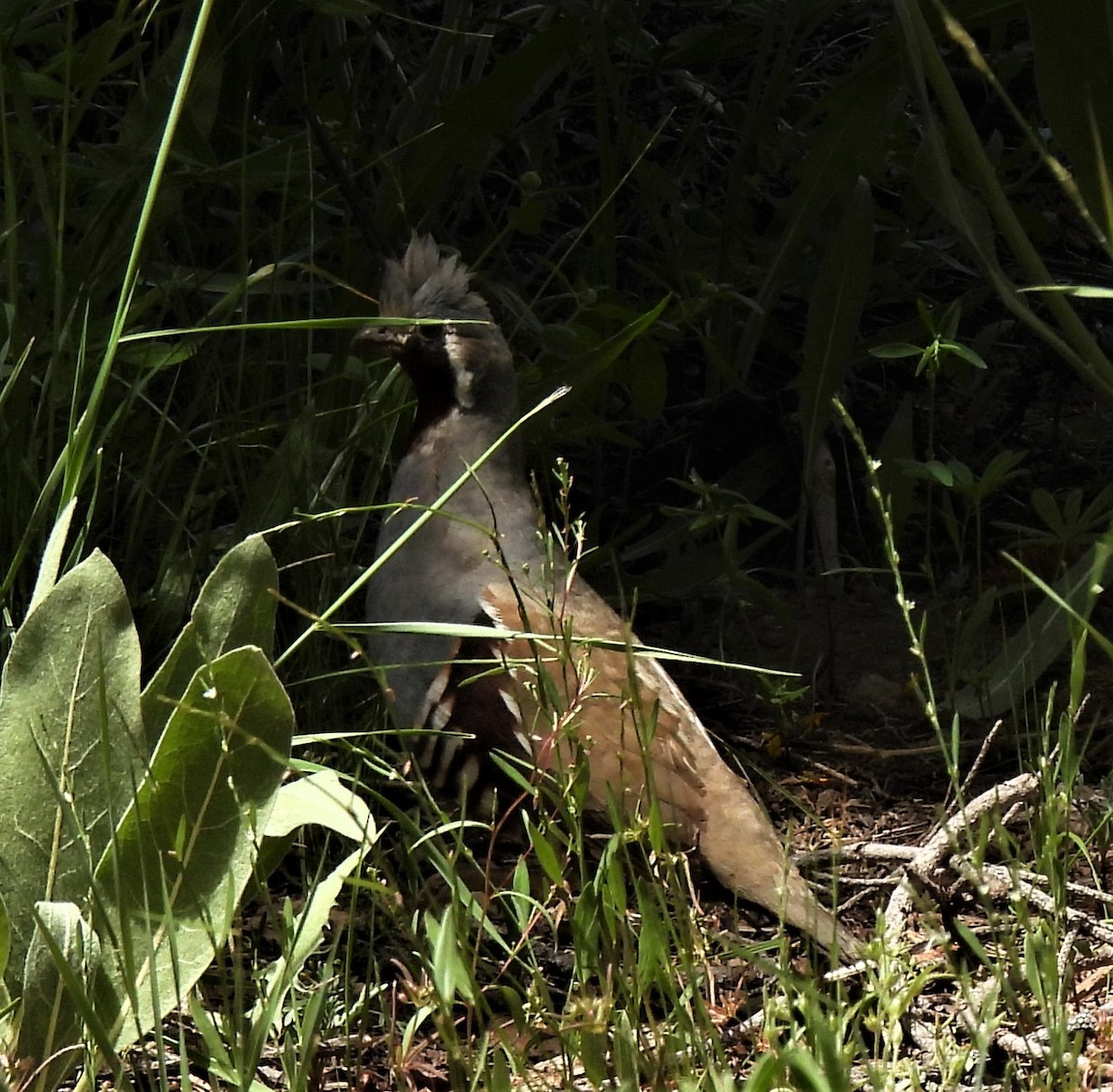 Mountain Quail - ML464508271