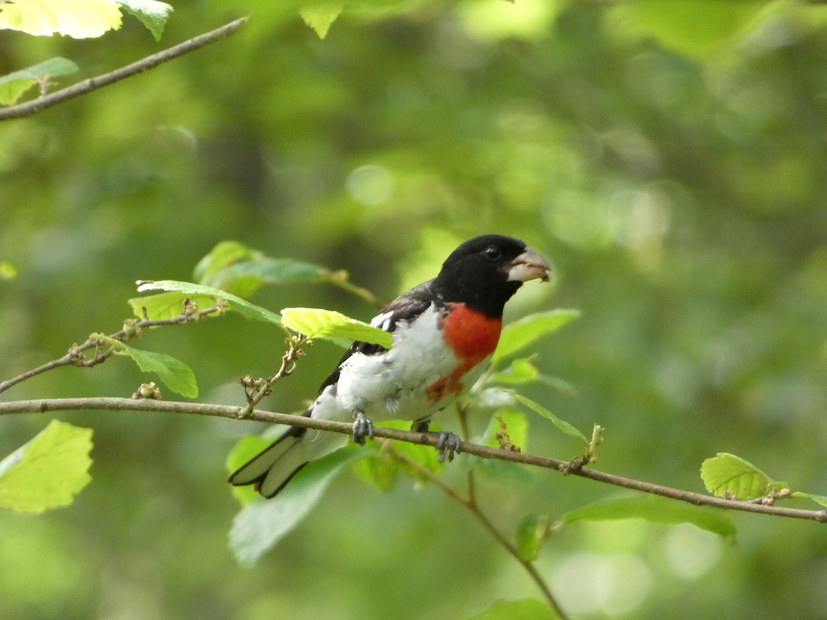 Rose-breasted Grosbeak - ML464508281