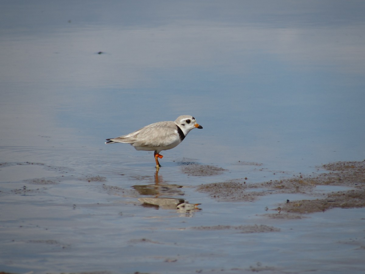 Piping Plover - ML464508351