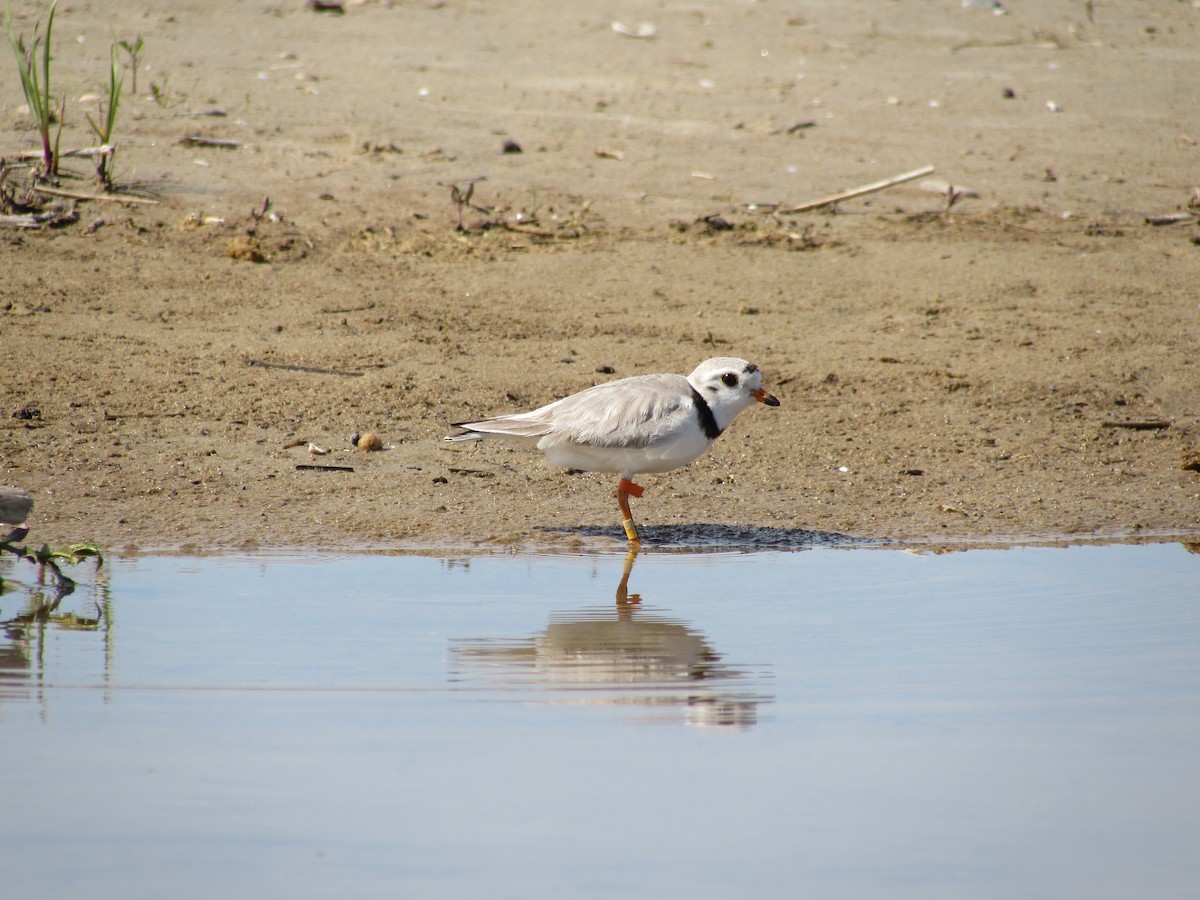 Piping Plover - ML464508361