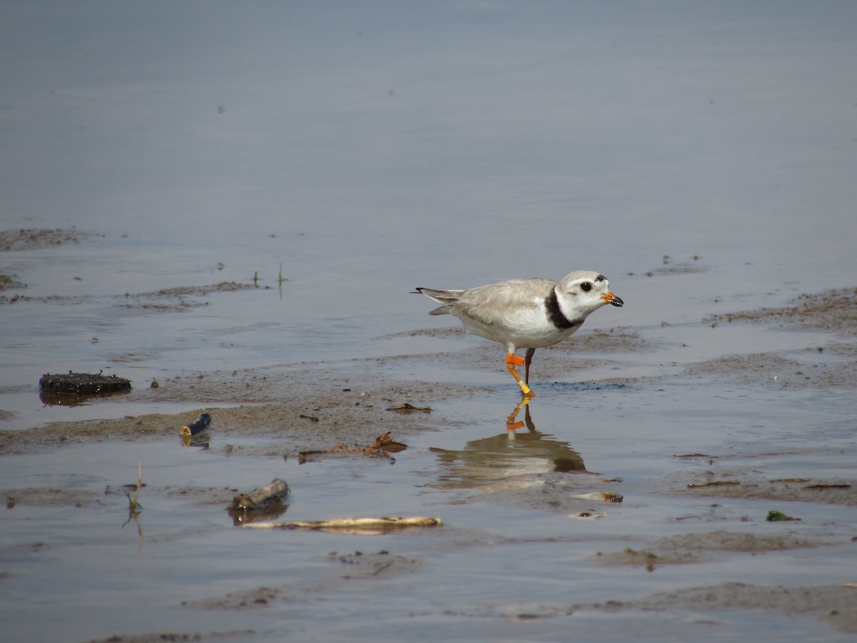 Piping Plover - ML464508371