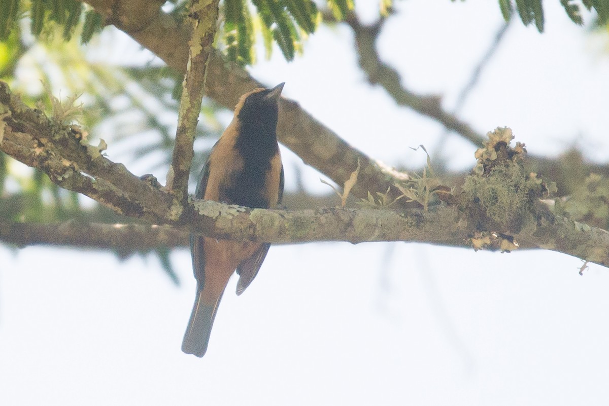 Burnished-buff Tanager - ML464508451