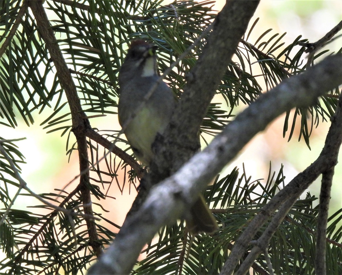 Green-tailed Towhee - ML464508951