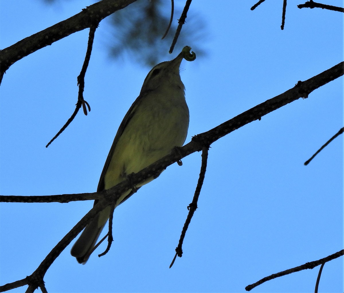 Wilson's Warbler - ML464509101