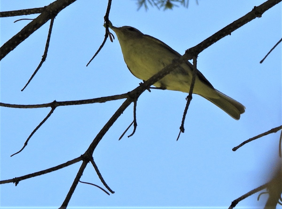 Wilson's Warbler - ML464509261