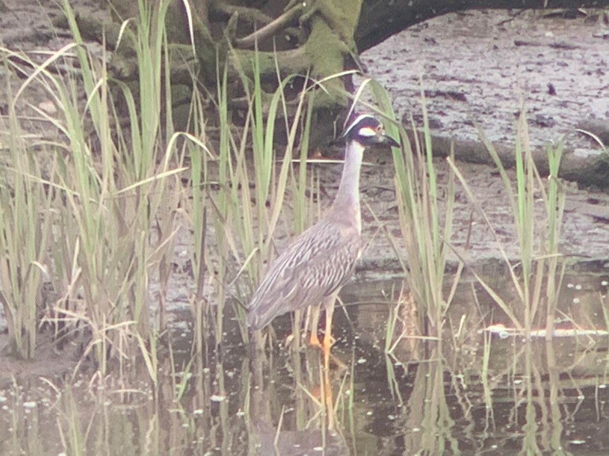 Yellow-crowned Night Heron - ML464509341