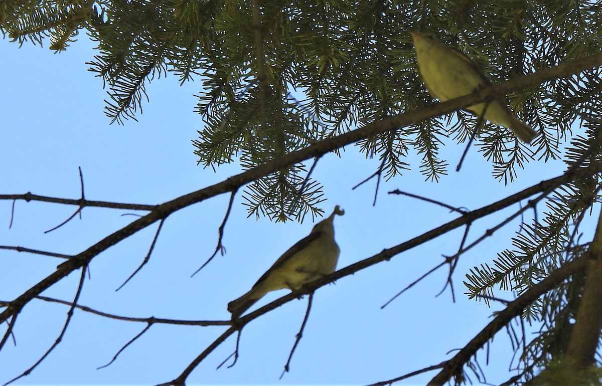 Wilson's Warbler - ML464509351