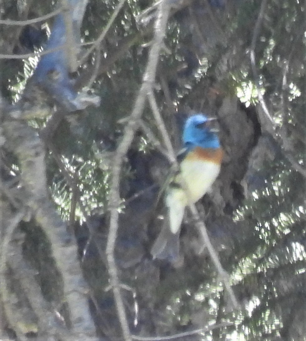 Lazuli Bunting - Jim Ross