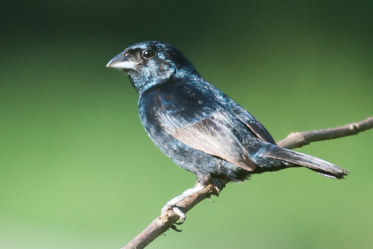 Blue-black Grassquit - ML464509541