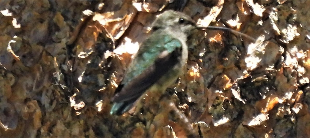 Anna's Hummingbird - ML464510161