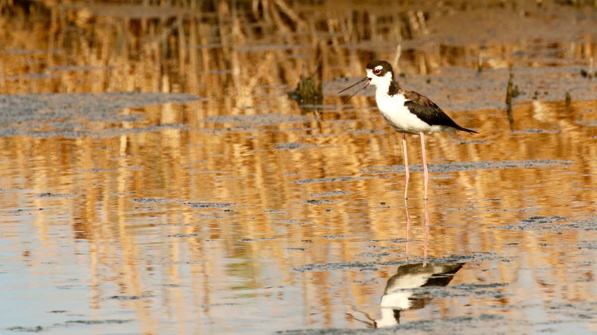 Black-necked Stilt - ML464510751