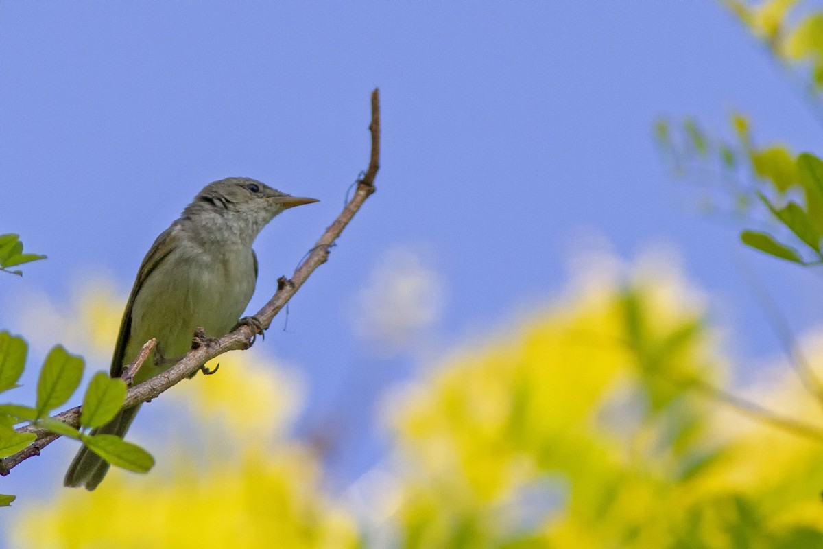 Eastern Olivaceous Warbler - ML464511241