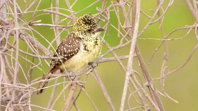 D'Arnaud's Barbet (Usambiro) - ML464511491