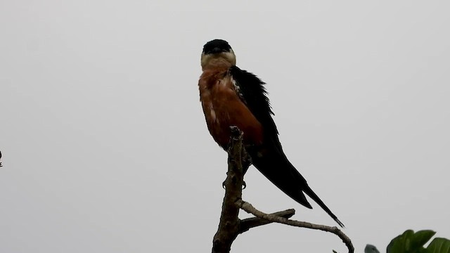 Mosque Swallow - ML464511541