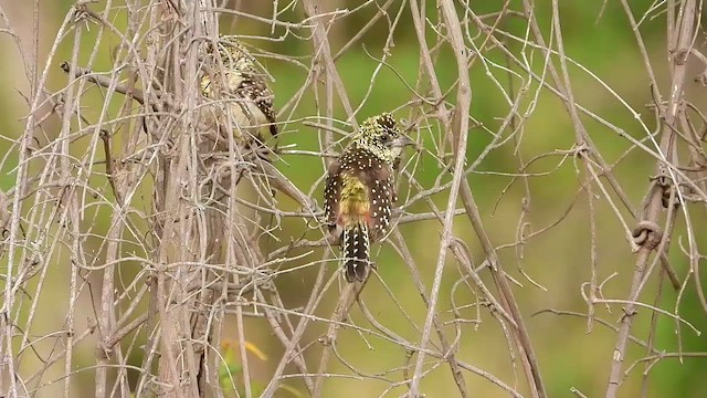 vousáček východoafrický (ssp. usambiro) - ML464511561